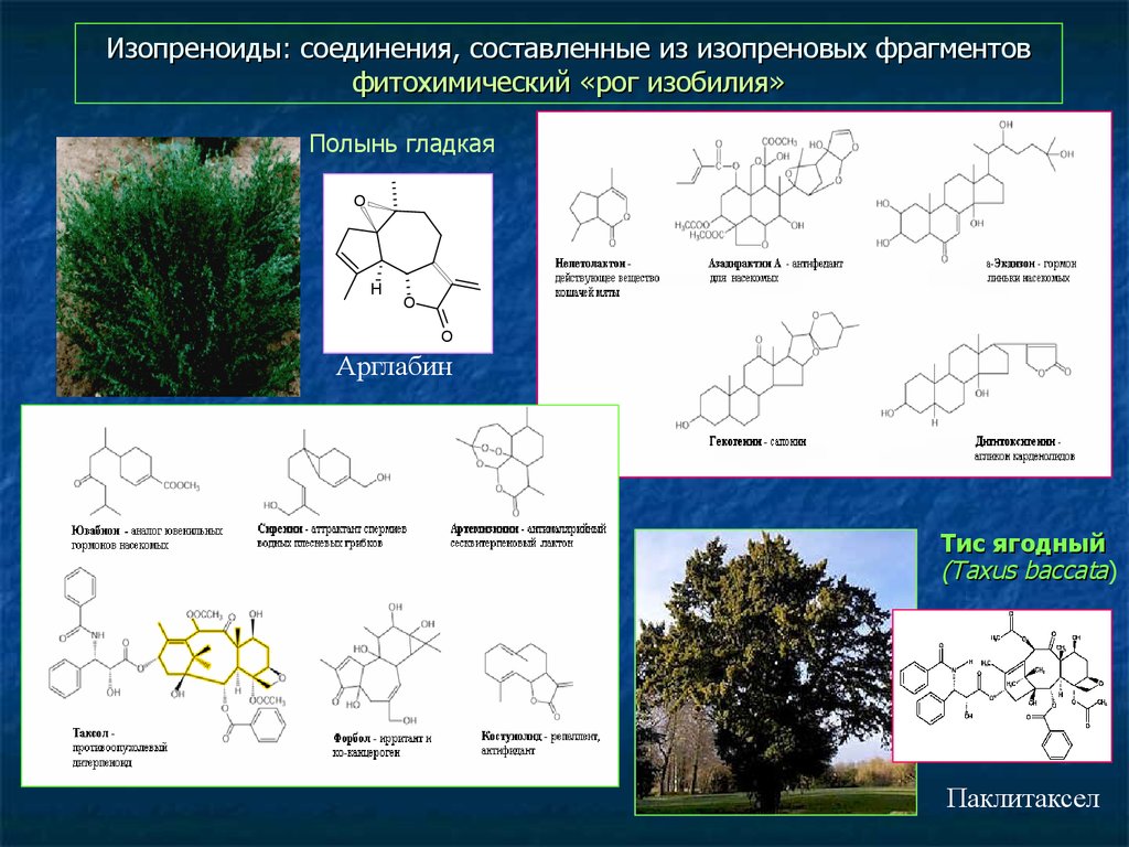 Соединено составить. Изопреноиды. Функция изопреноидов. Изопреноиды биологическая роль. Изопреноидные соединения.