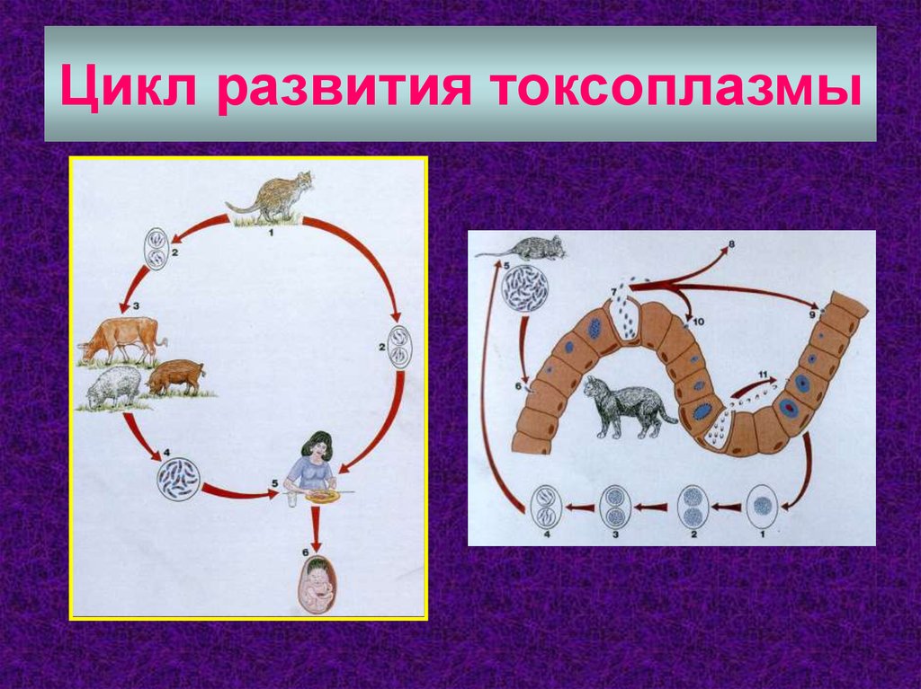 Цикл развития. Цикл развития токсоплазмы. Цикле развития токсоплазмы. Цикл полового развития токсоплазмы. Половой цикл развития токсоплазмы.