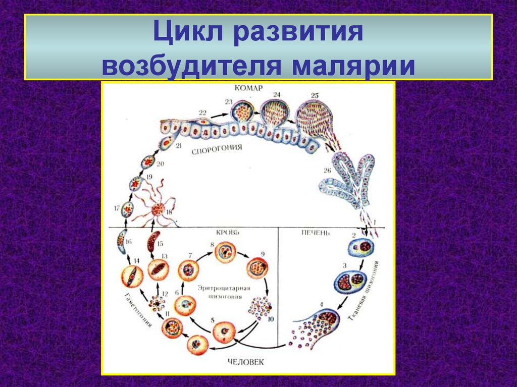 Возникновении малярии. Цикл малярийного плазмодия. Жизненный цикл малярийного плазмодия. Стадии жизненного цикла малярийного плазмодия. Жизненный цикл малярийного плазмодия схема.