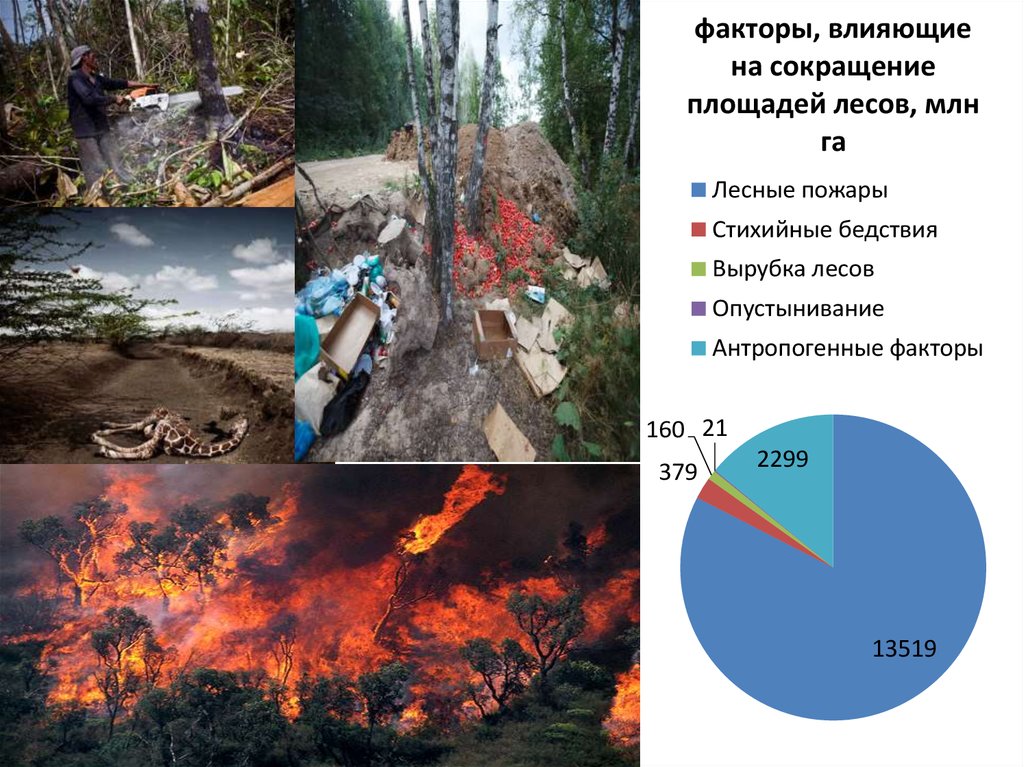 Антропогенные воздействия на лес. Факторы влияющие на лес. Сокращение площади лесов. Уничтожение лесов факторы влияния. Факторы влияющие на площадь лесов.