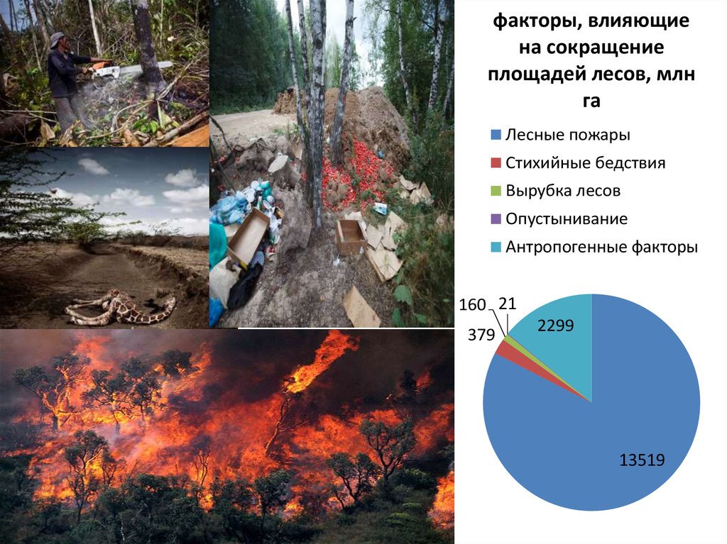 Презентация лесные пожары экологические изменения среды