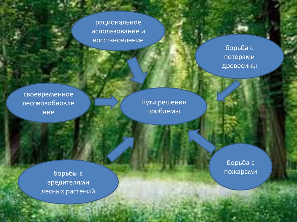 Решение на сохранение. Пути решения проблемы лесов. Пути решения проблем леса. Решение проблемы лесов. Сокращение лесов пути решения.