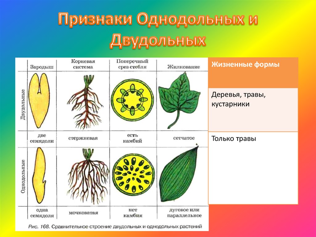 Строение растений класса двудольные и однодольные. Однодольныее двыудольные растеня. Признаки однодольных и двудольных. Однодольныеиии львкдодьные рамтения. Двудольные однодольнорастеия.