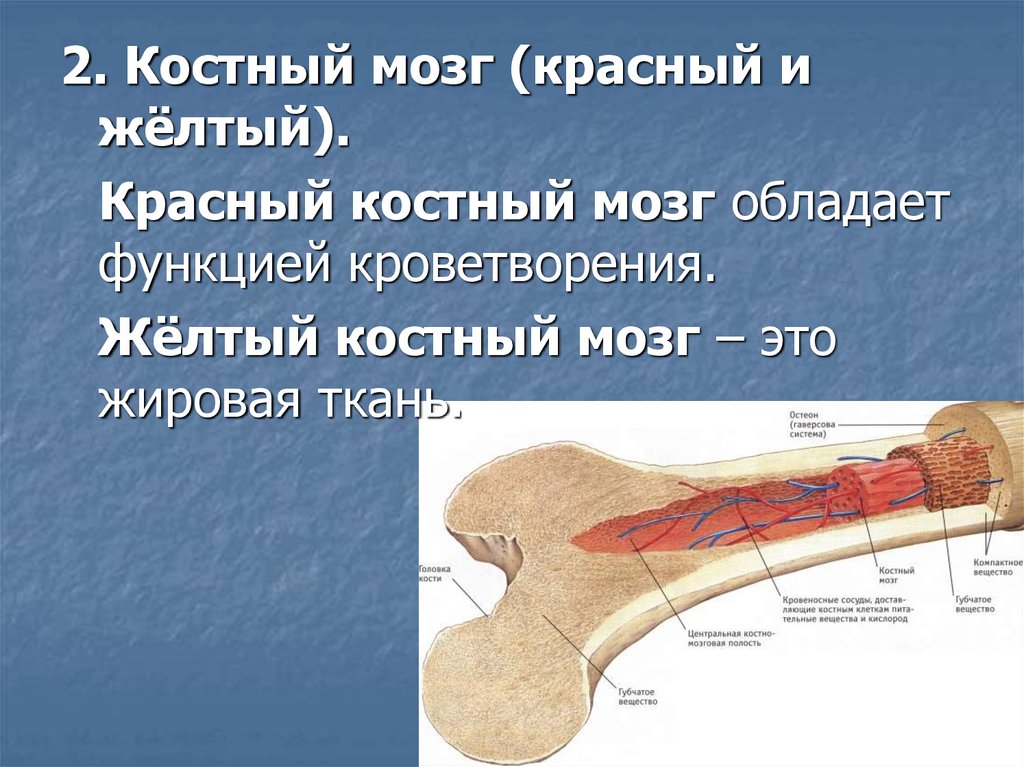 Красный костный мозг строение