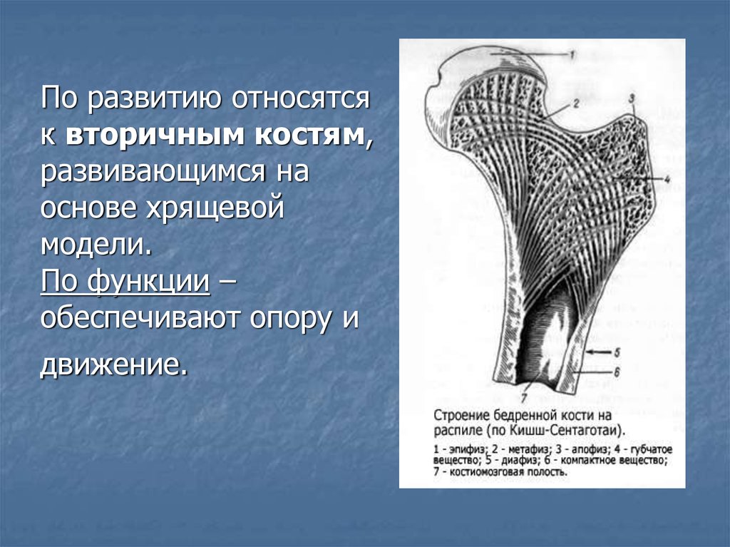 Ядро головки бедренной кости. Апофиз трубчатой кости. Строение бедренной кости на распиле. Диафиз бедренной кости анатомия. Метафиз бедренной кости анатомия.