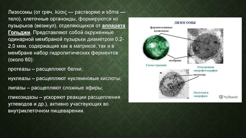 Типы лизосом. Лизосома Тип мембран. Строение структура лизосомы. Лизосомы строение и функции. Лизосомы в растительных клетках.
