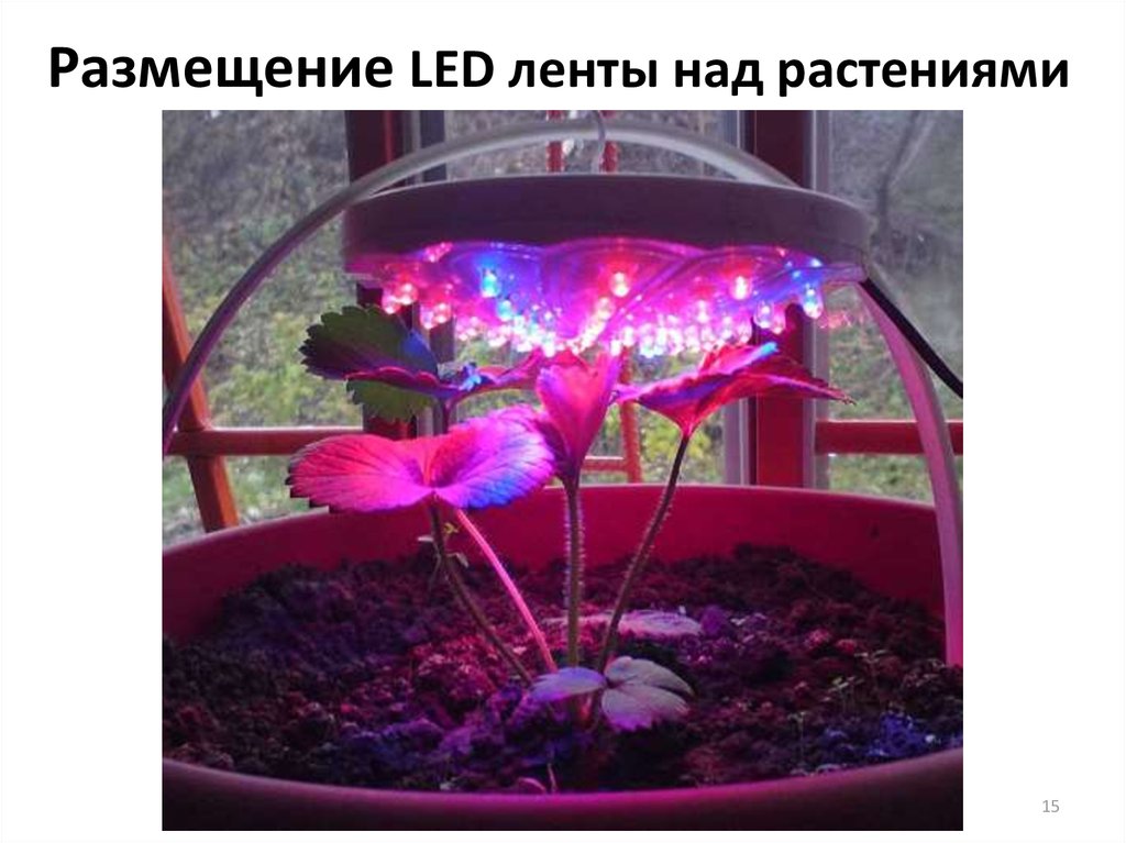 Размещение LED ленты над растениями