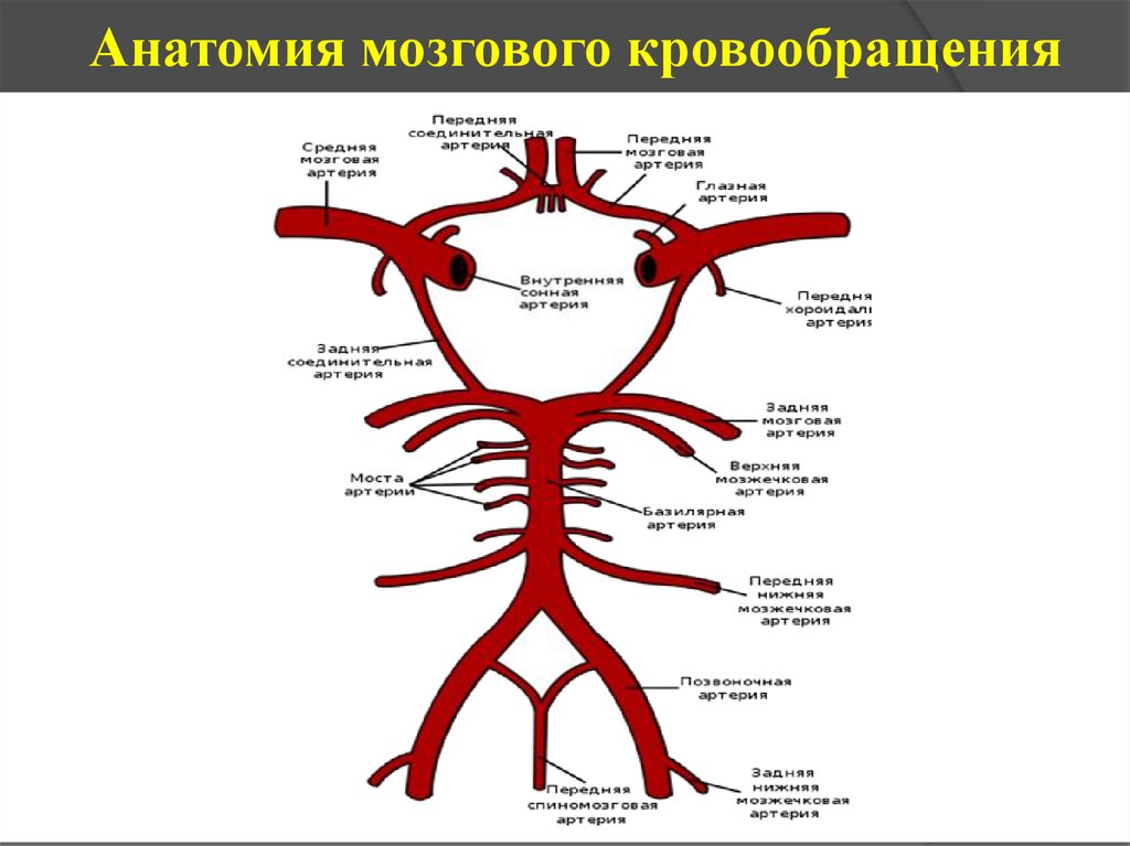 Круг кровообращения в мозгу. Сосуды головного мозга круг кровообращения. Схема артериального круга головного мозга. Кровообращение головного мозга Виллизиев круг. Артерии головного мозга анатомия схема.