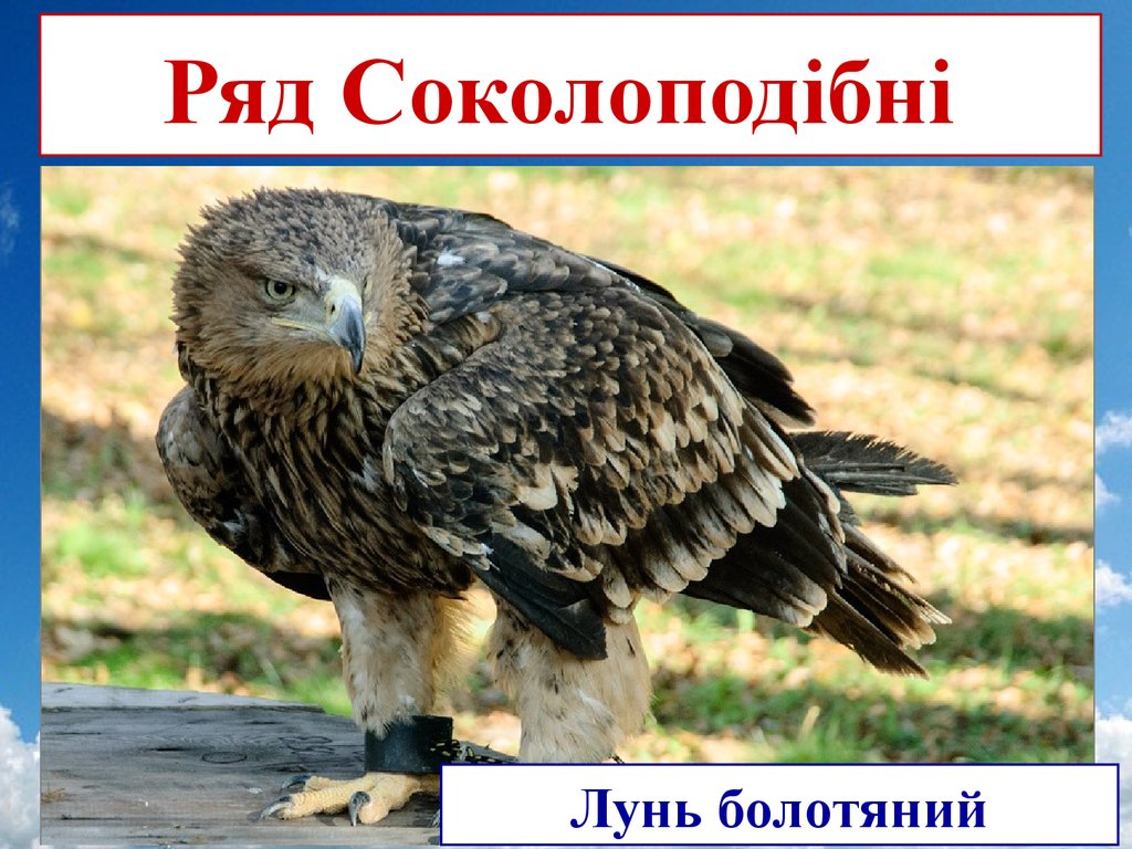 Описание могильника. Императорский Орел могильник. Могильник птица Орлы. Солнечный Орел могильник. Орлан могильщик.