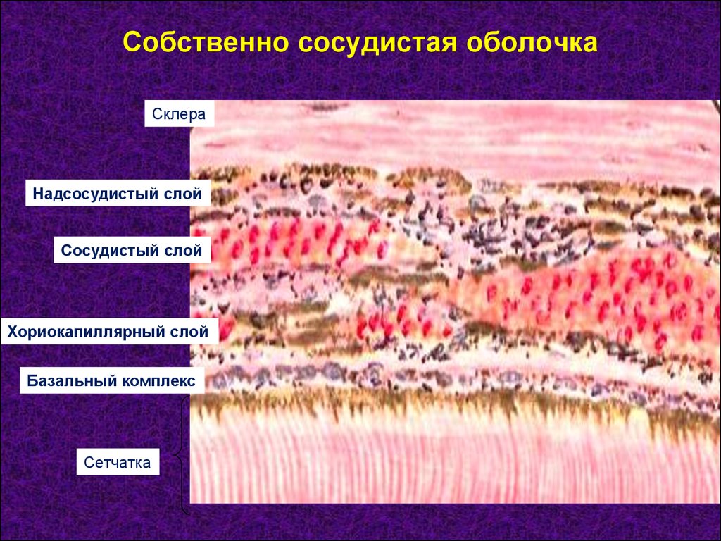 Сосудистая оболочка. Строение сосудистой оболочки. Сосудистая оболочка глаза гистология. Сосудистая оболочка гистология строение. Строение сосудистой оболочки глаза гистология.