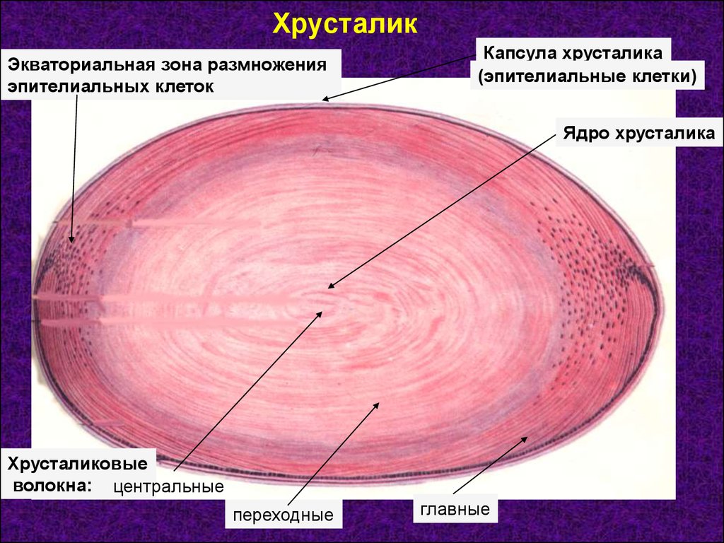 Хрусталик строение