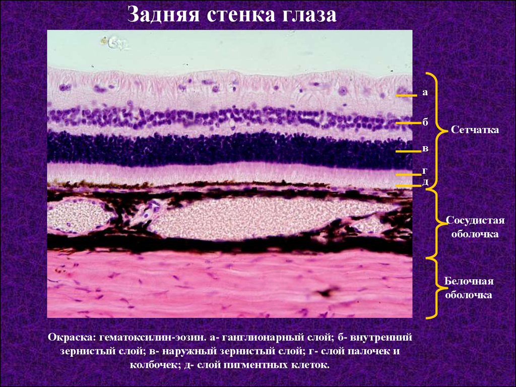 Общий план строения глазного яблока гистология