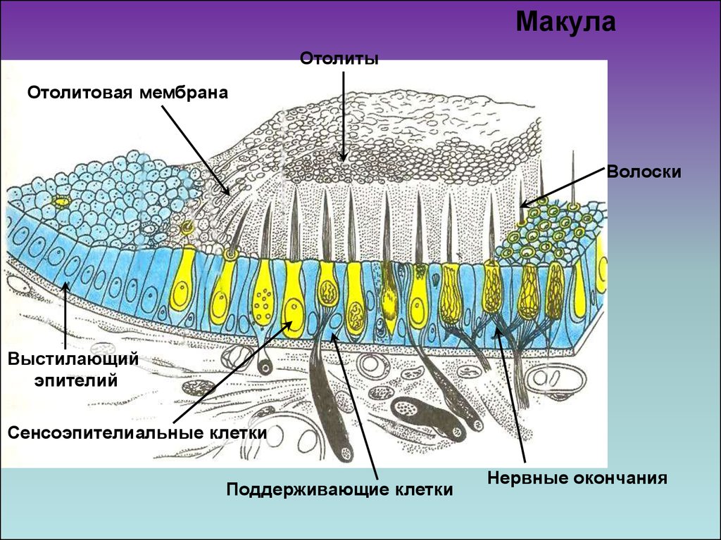 Волоски волосковых клеток