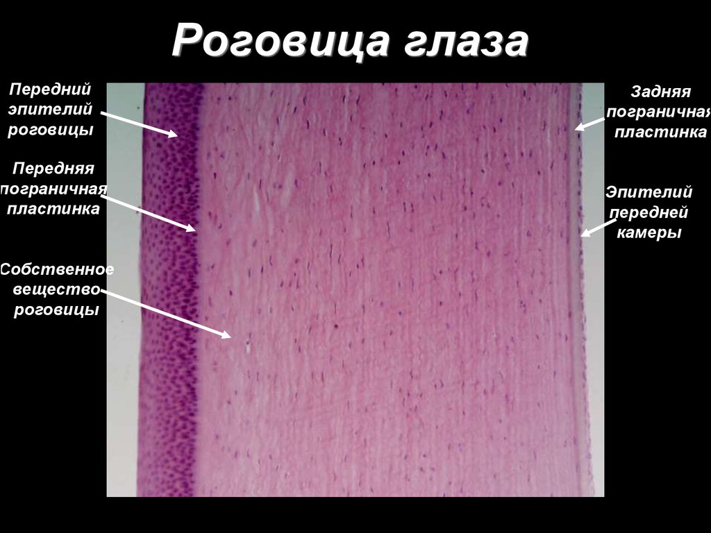 Слои роговицы схема