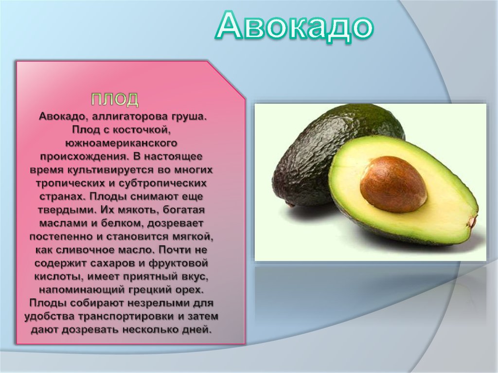 Авокадо это орех или ягода. Авокадо Тип плода. Презентация на тему авокадо. Авокадо это фрукт или овощ. Проект про авокадо.