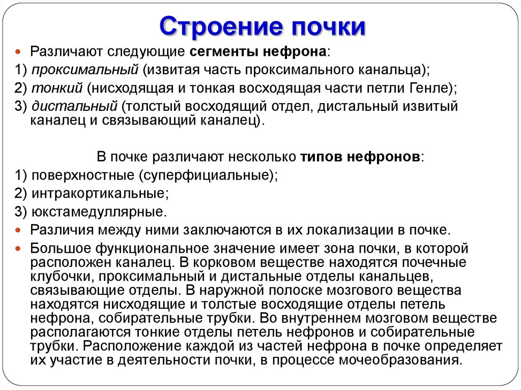 Как различают почки. В мозговом веществе почек находятся. 2 Вещества различают в почке. Какие два слоя различают в почке.