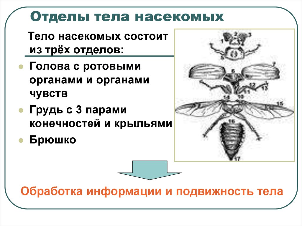 Насекомые данные. Внешнее строение насекомого отделы тела. Отделы тела у насекомых биология 7 класс. Тело насекомых состоит из 3 отделов головы. Отделы тела насекомых схема.