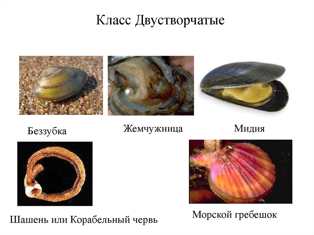 Животные относящиеся к типу моллюски примеры