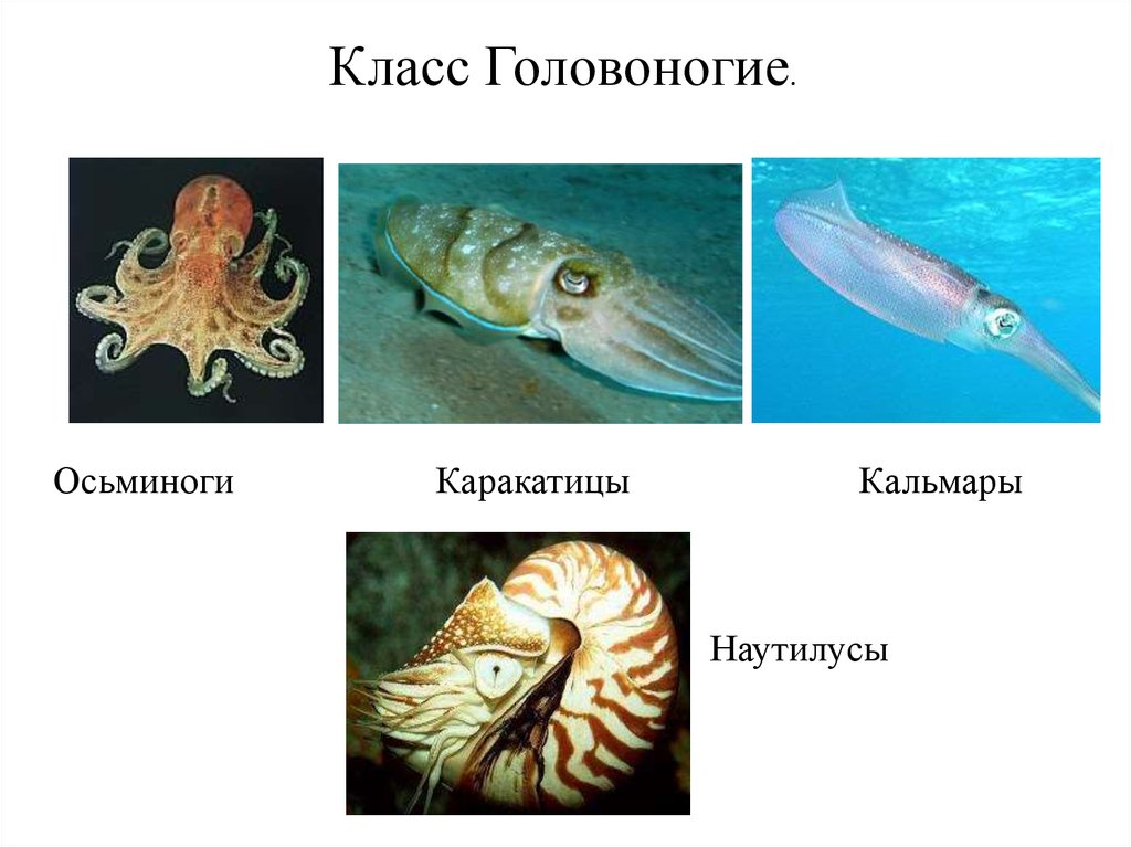 Головоногие моллюски виды. Головоногие моллюски представители. Осьминог Наутилус кальмар представители класса головоногие. Классы и представители головоногих. Головоногие Наутилус строение.