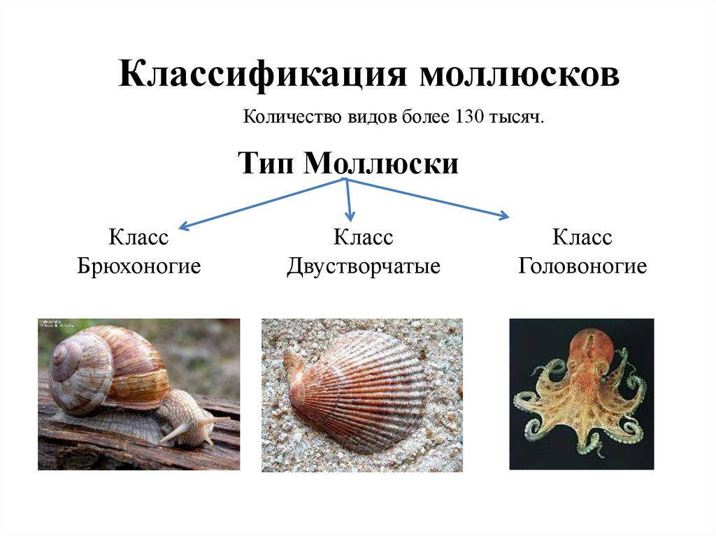 Три примера животных относящихся к моллюскам. Тип моллюски брюхоногие двустворчатые головоногие. Тип двустворчатые моллюски строение. Классификация брюхоногих моллюсков биология 7 класс. Систематика головоногих моллюсков таблица.