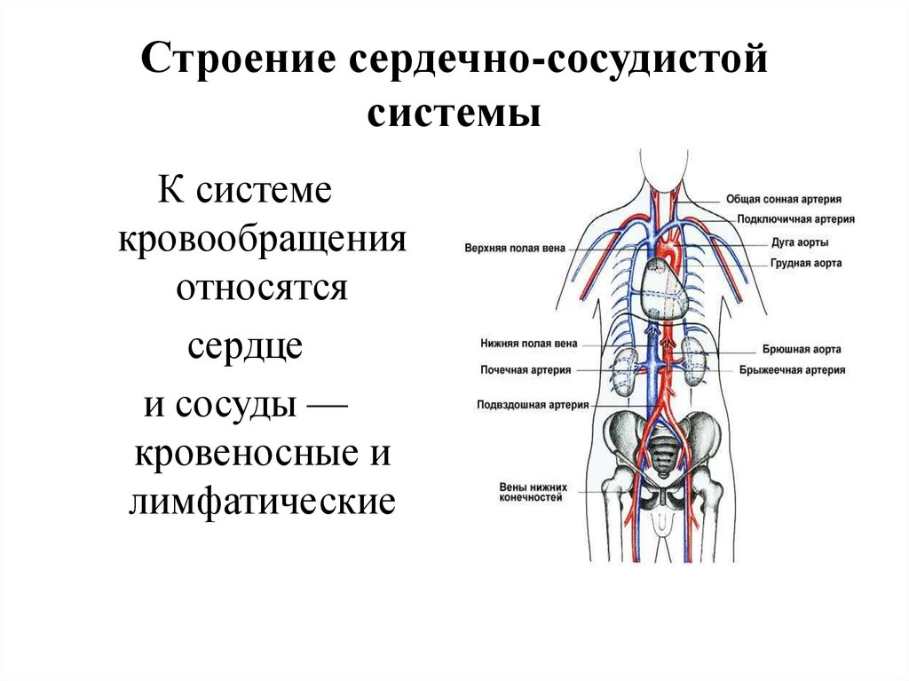 В состав какой системы входит сердце. Из чего состоит сердечно сосудистая система. Составные части сердечно сосудистой системы. Сердечно-сосудистая система схема из чего состоит. Особенности строения кровеносной системы человека сердце сосуды.