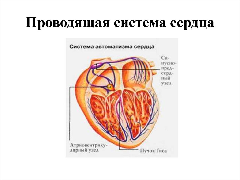 Проводящая система сердца презентация анатомия