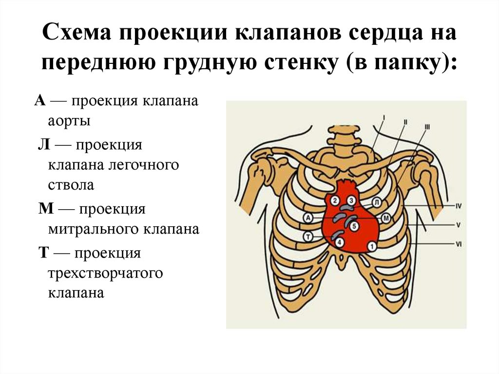 Клапаны сердца на грудной клетке. Точки анатомической проекции клапанов сердца. Проекция клапанов сердца и места их выслушивания. Аускультация сердца проекция клапанов. Проекции клапанов сердца на грудную клетку и места выслушивания.