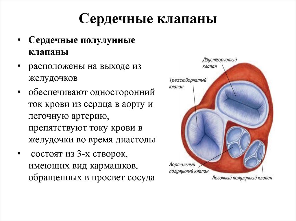 Какую функцию выполняет полулунный клапан