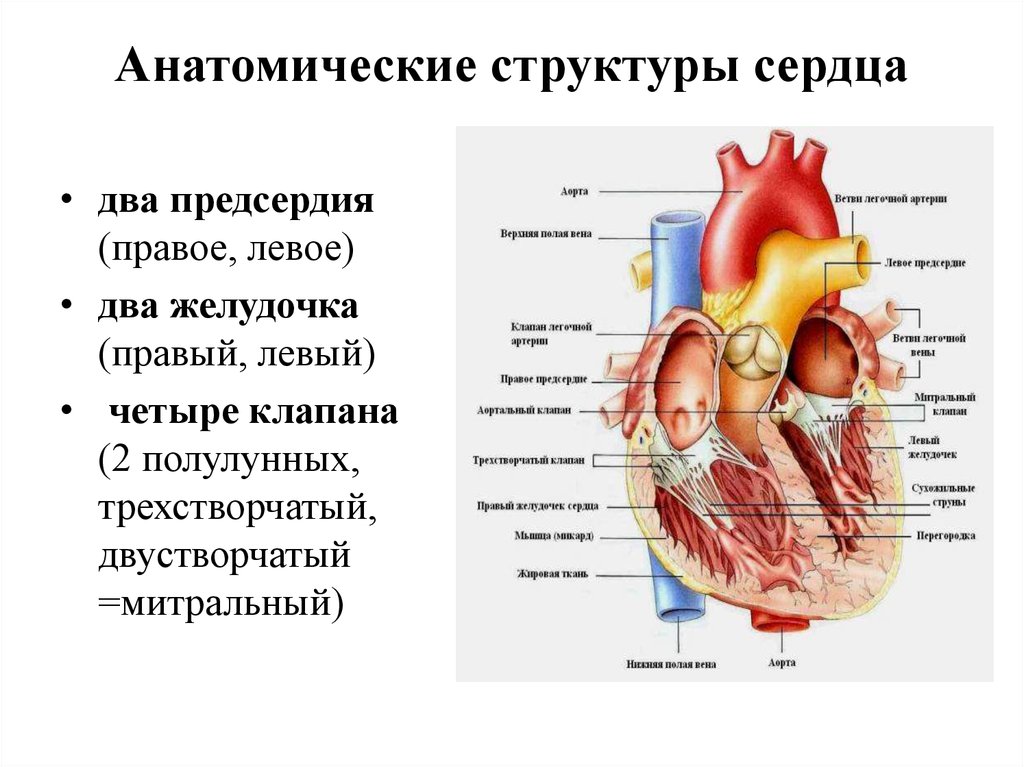 От левого предсердия к легким. Строение сердца физиология. Анатомическое строение сердца физиология. Сердце анатомия строение предсердия желудочки. Строение сердца левый желудочек левое предсердие.