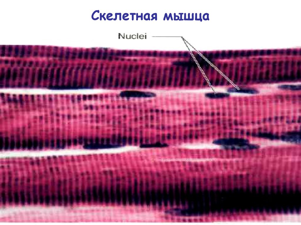 Скелетные мышцы фото