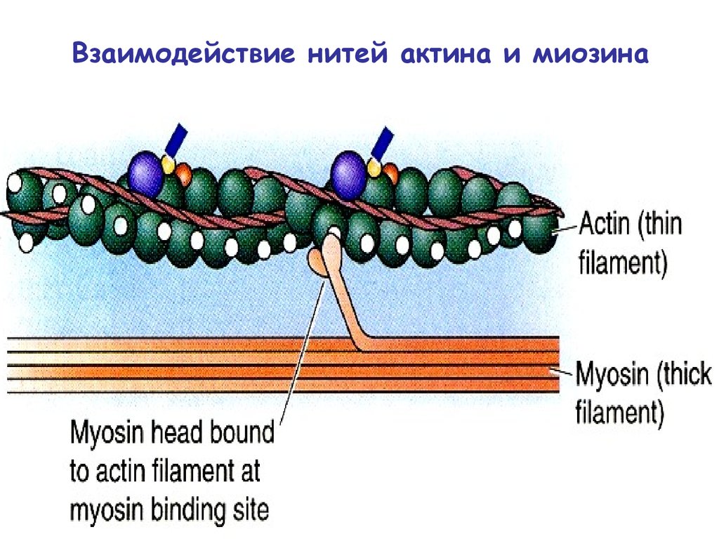 Синтез миозина