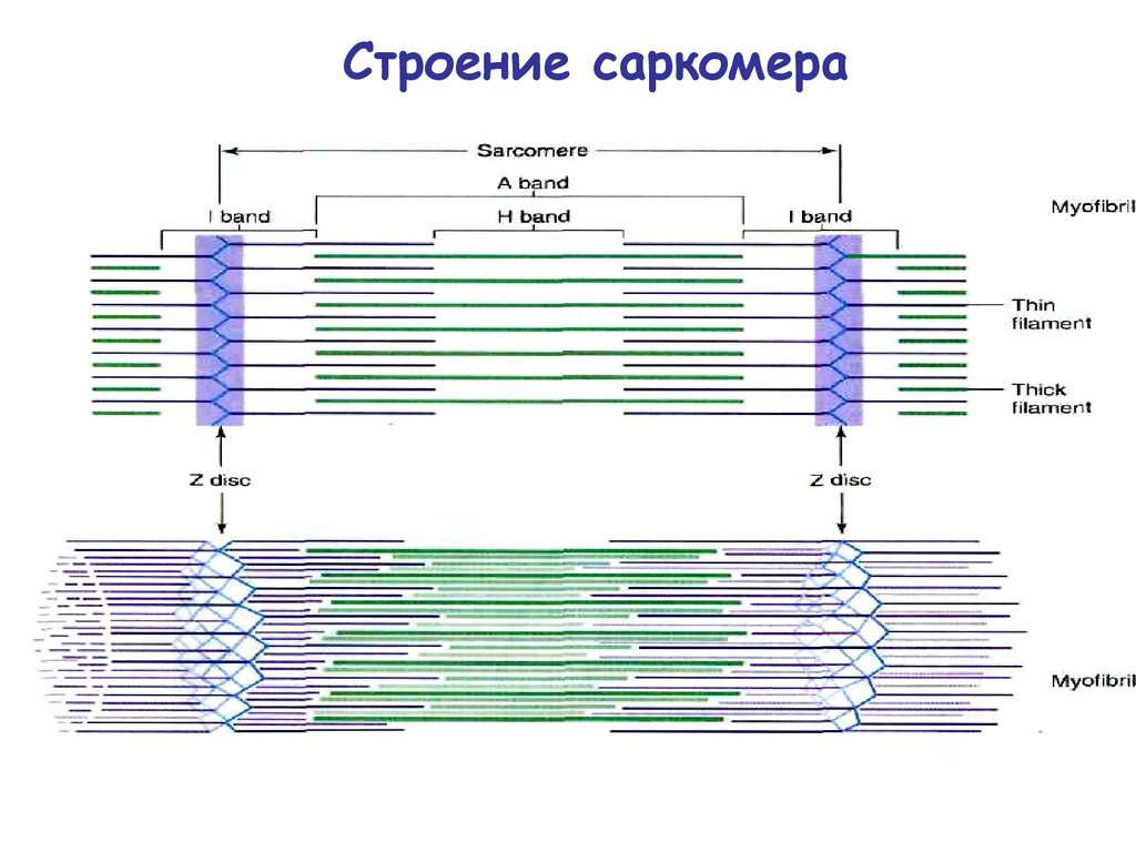 Схема сокращения саркомера