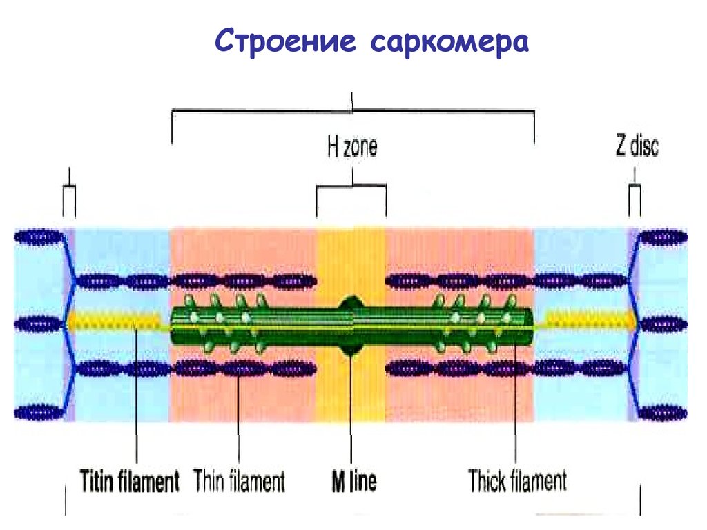 Схема организации саркомера