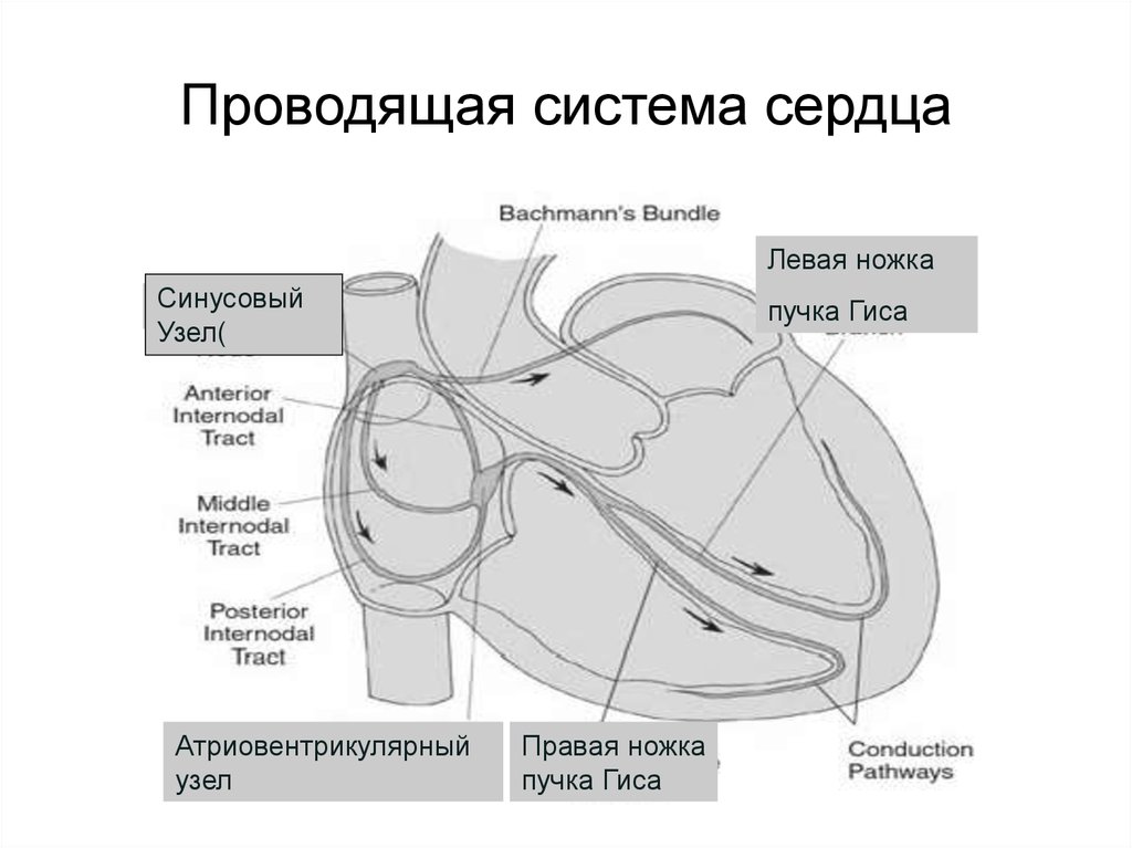 Система сердца. Схема проводящей системы сердца физиология. Схема узлов и Пучков проводящей системы сердца. Зарисуйте схему проводящей системы сердца. Схема проводящей системы сердца животного.