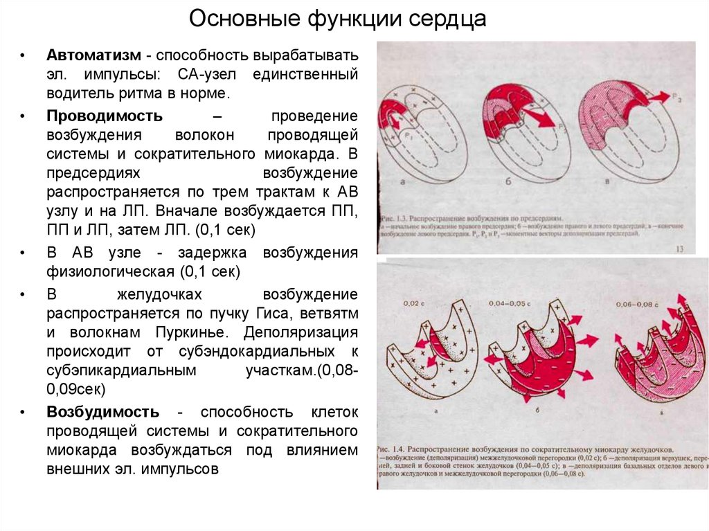 Функции сердца