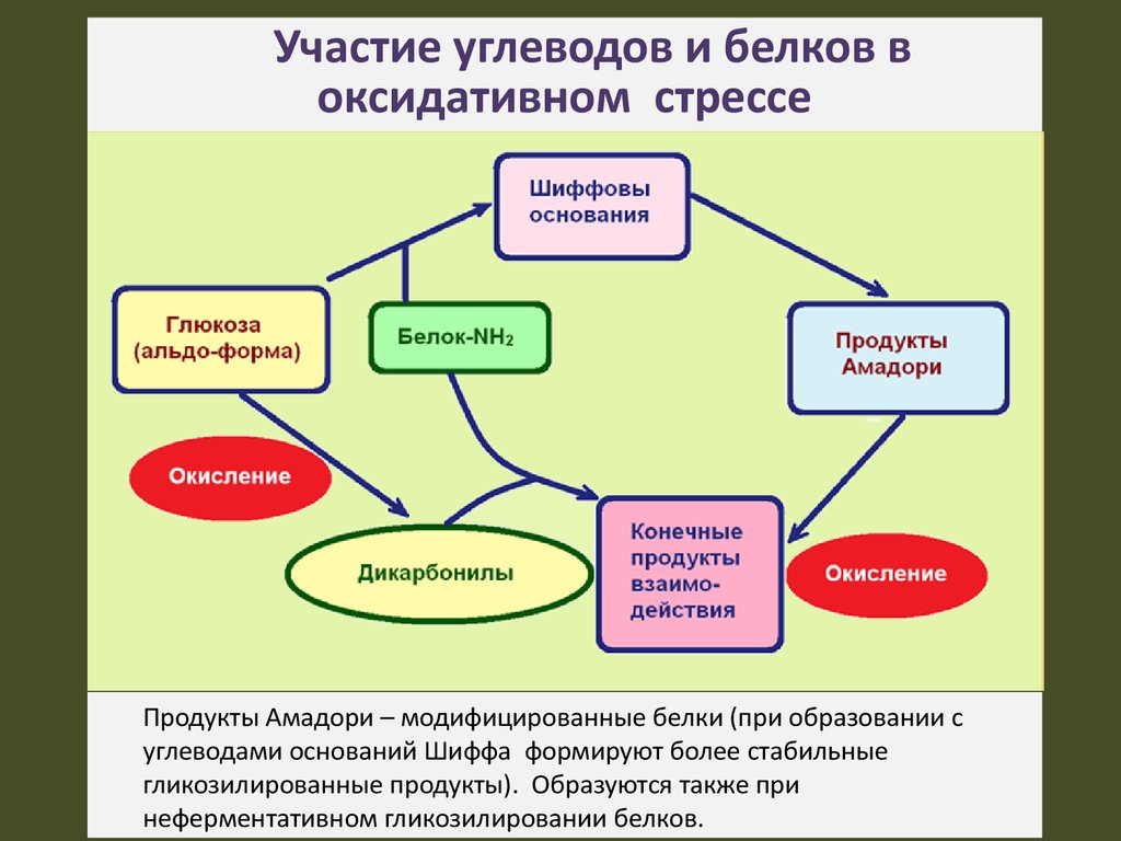 Белки участвуют в процессах. Участие белков. Окислительный стресс повреждение белков. Продукты окислительного стресса. Участие углеводов в клеточных процессах.