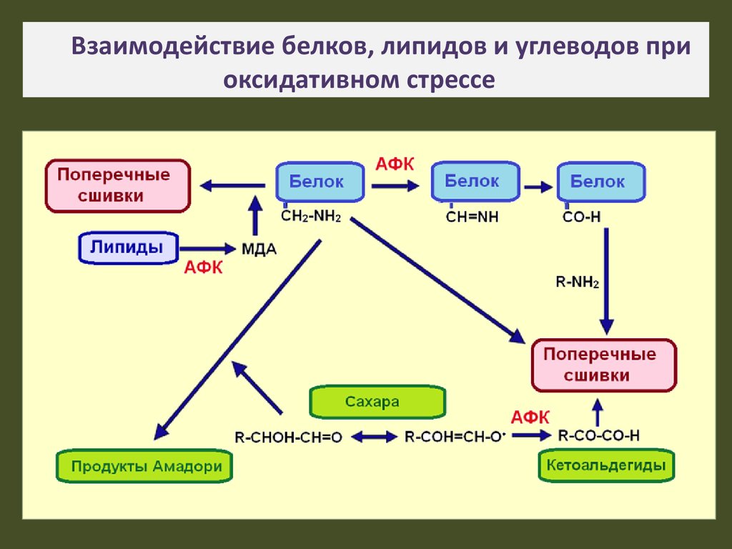 Распределение белков. Функции белков липидов и углеводов таблица. Схема взаимосвязь белков липидов углеводов. Взаимосвязь обмена углеводов липидов и белков. Белок-белковые взаимодействия.