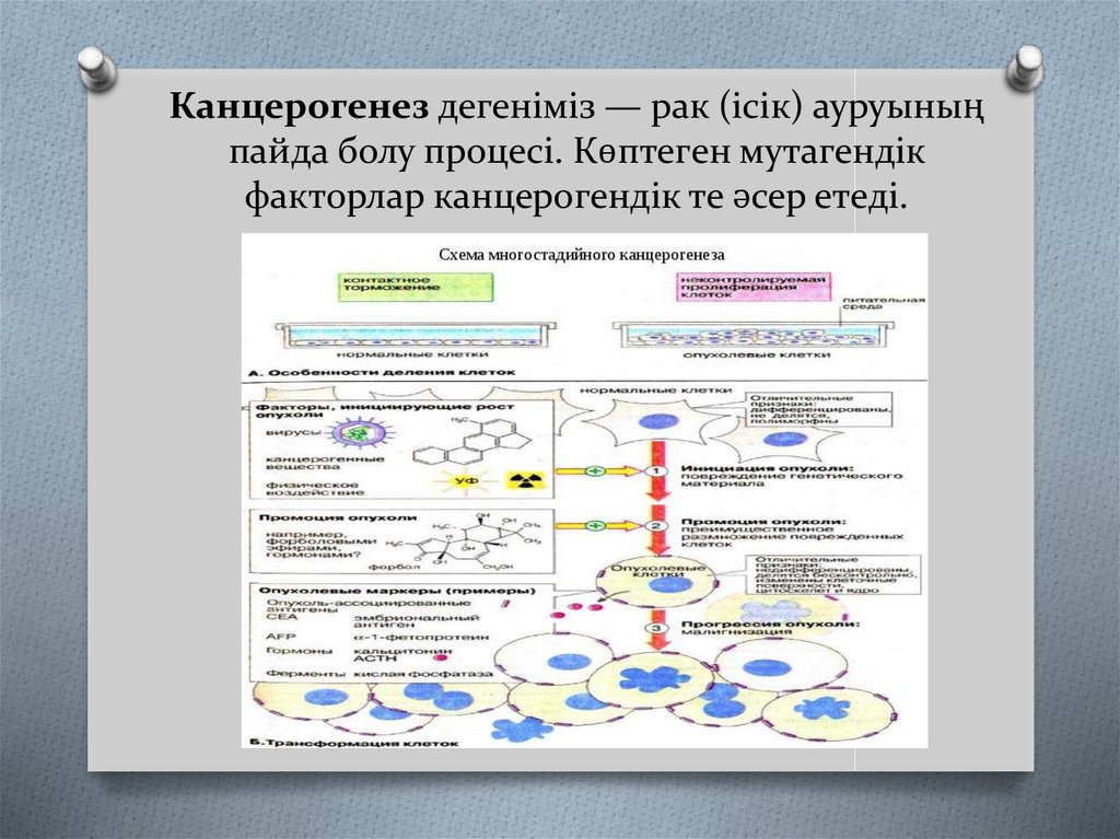 Химический канцерогенез презентация