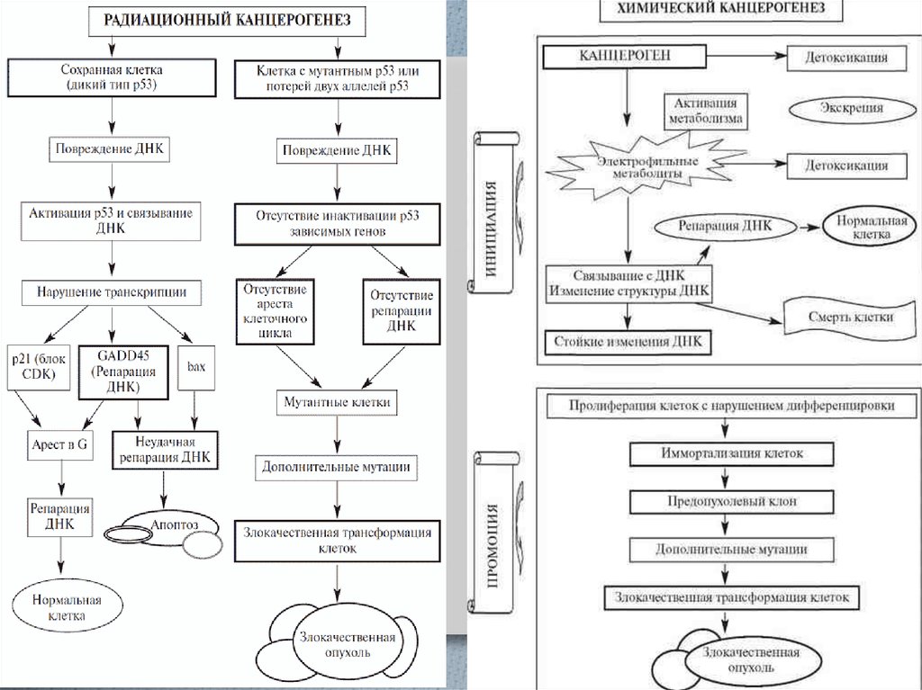 Химический канцерогенез презентация