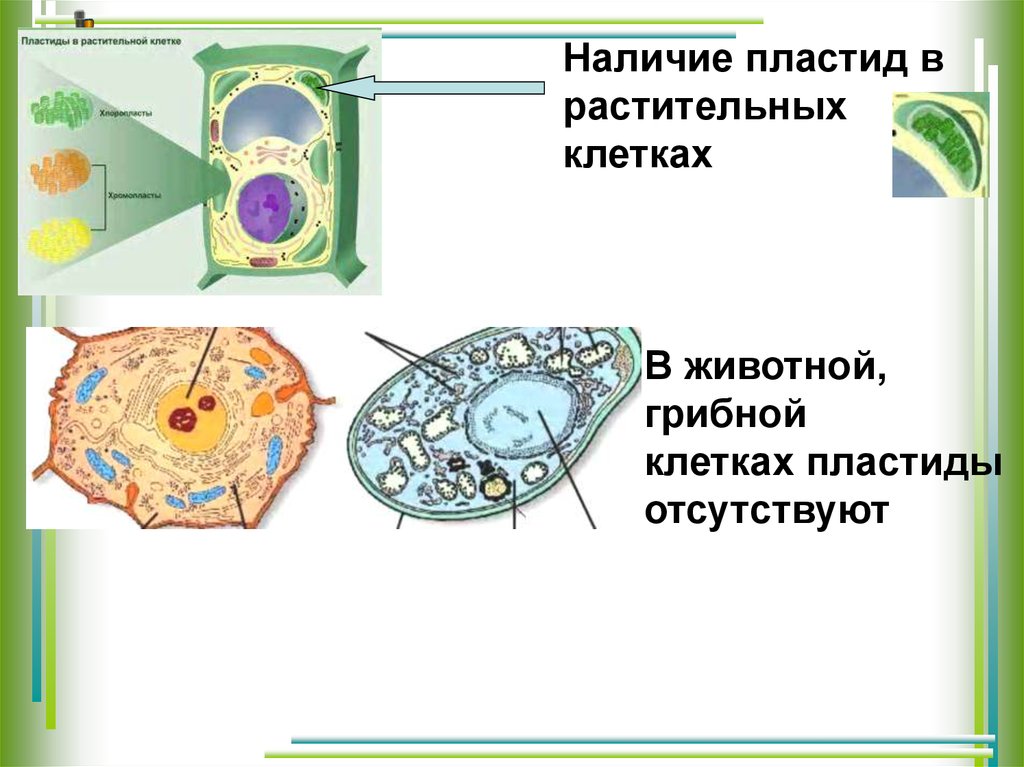 Основные этапы эволюции клетки эукариот