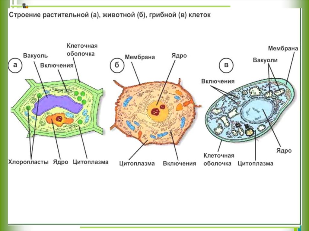 Основные этапы эволюции клетки эукариот