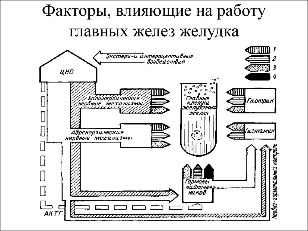 Главная железа. Факторы влияющие на пищеварение в желудке. Факторы воздействующие на лв в желудке. Исследование факторов влияющих на пищеварение. Схема влияние факторов на пищеварение.