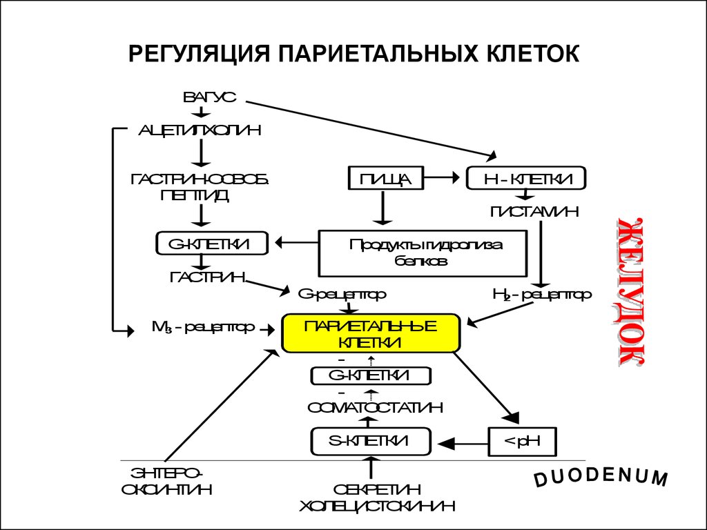 Регуляция клетки. Регуляция активности париетальной клетки. Рецепторы париетальных клеток желудка. Регуляции функции париетальных клеток. Гормональная регуляция париетальных клеток.