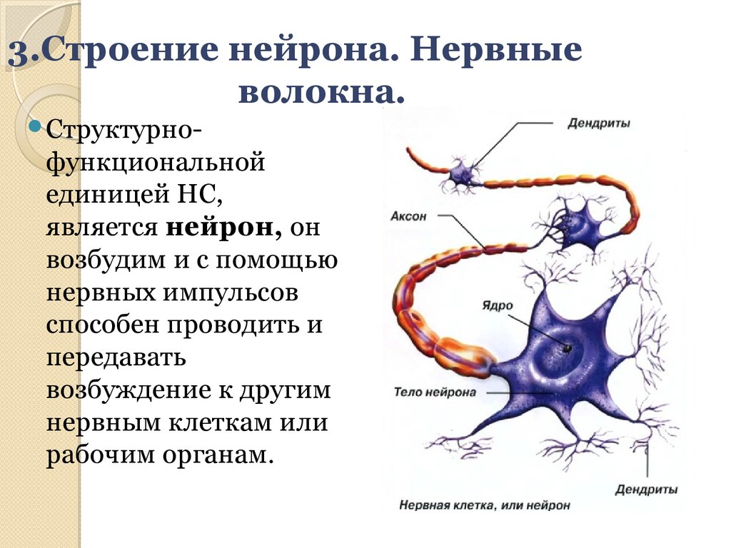 Биология нервные клетки. Строение нейрона и нервного волокна. Нервная клетка. Нервное волокно. Строение. Нейрон нервное волокно нерв. Строение нервных волокон Аксон дендрит.