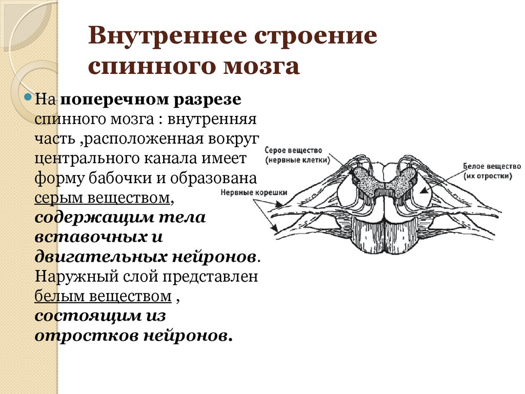 Внутреннее строение спинного мозга рисунок