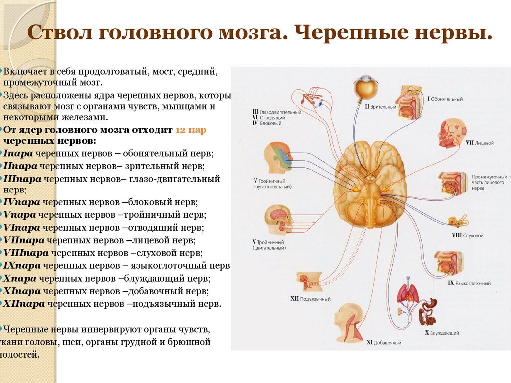 Ядра черепных нервов головного мозга