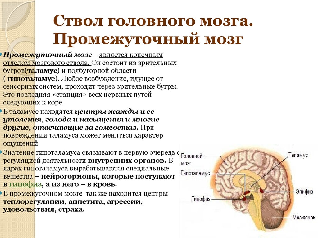 Отдел ствола головного мозга выполняемая функция. Ствол головного мозга строение и функции. Ствол мозга строение и функции кратко. Ствол головного мозга строение и функции анатомия. Функции отделов ствола головного мозга.