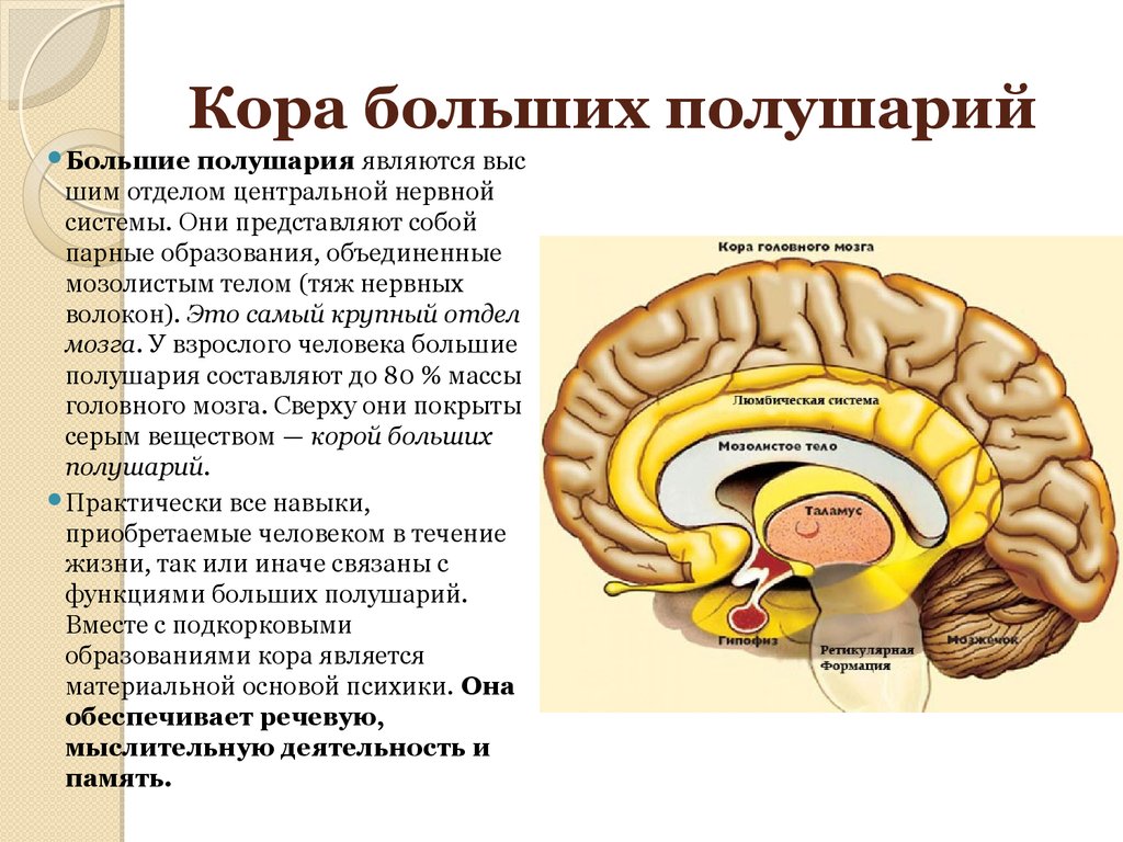 Признаки характеризующие кору головного мозга. Строение древней коры головного мозга.