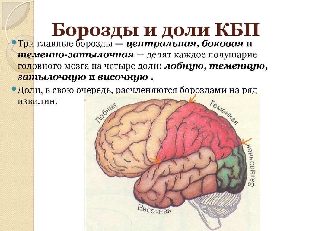 Значение извилин головного мозга. Доли КБП головного мозга. Головной мозг КБП зоны и доли.