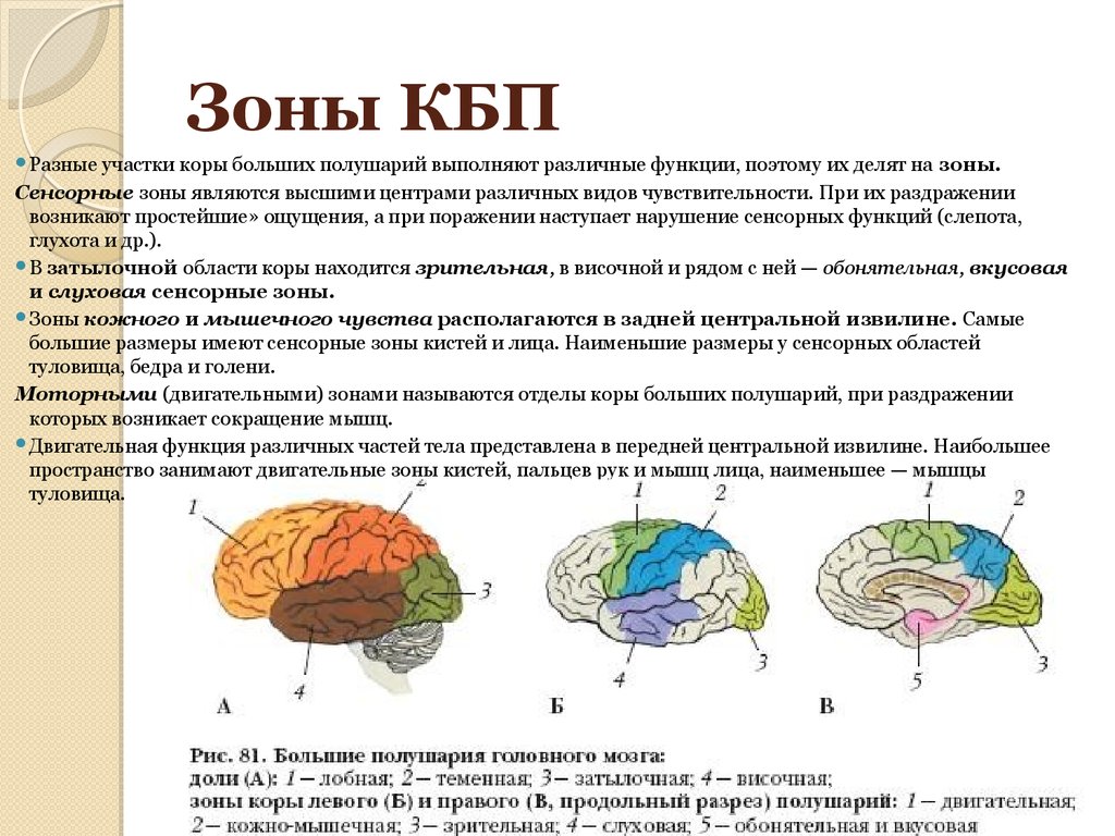 Кожно мышечная зона головного мозга. Головной мозг КБП зоны и доли. Головной мозг отделы и функции КБП. Функции долей коры головного мозга таблица. Функциональные зоны КБП головного мозга.